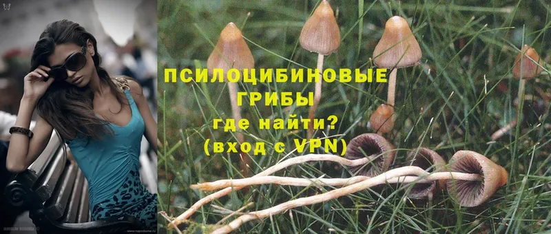 Псилоцибиновые грибы Psilocybe  сайты даркнета состав  Москва  купить наркотики цена 